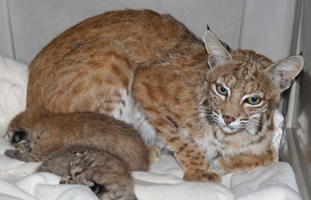 Bobcat mother with kittens Southwest Wildlife Conservation Center