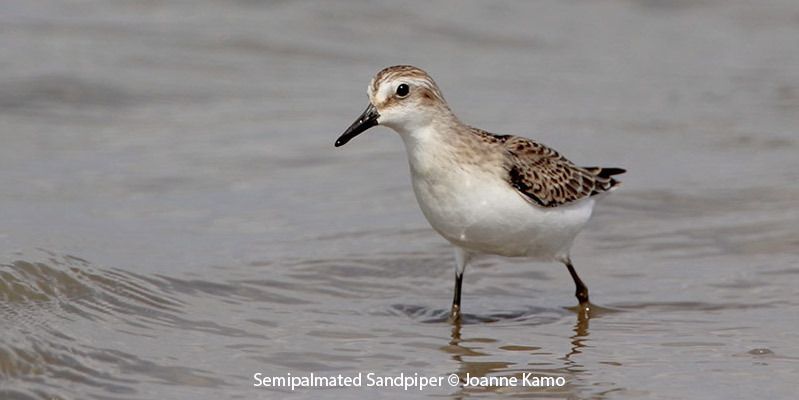 Semipalmated Sandpiper 