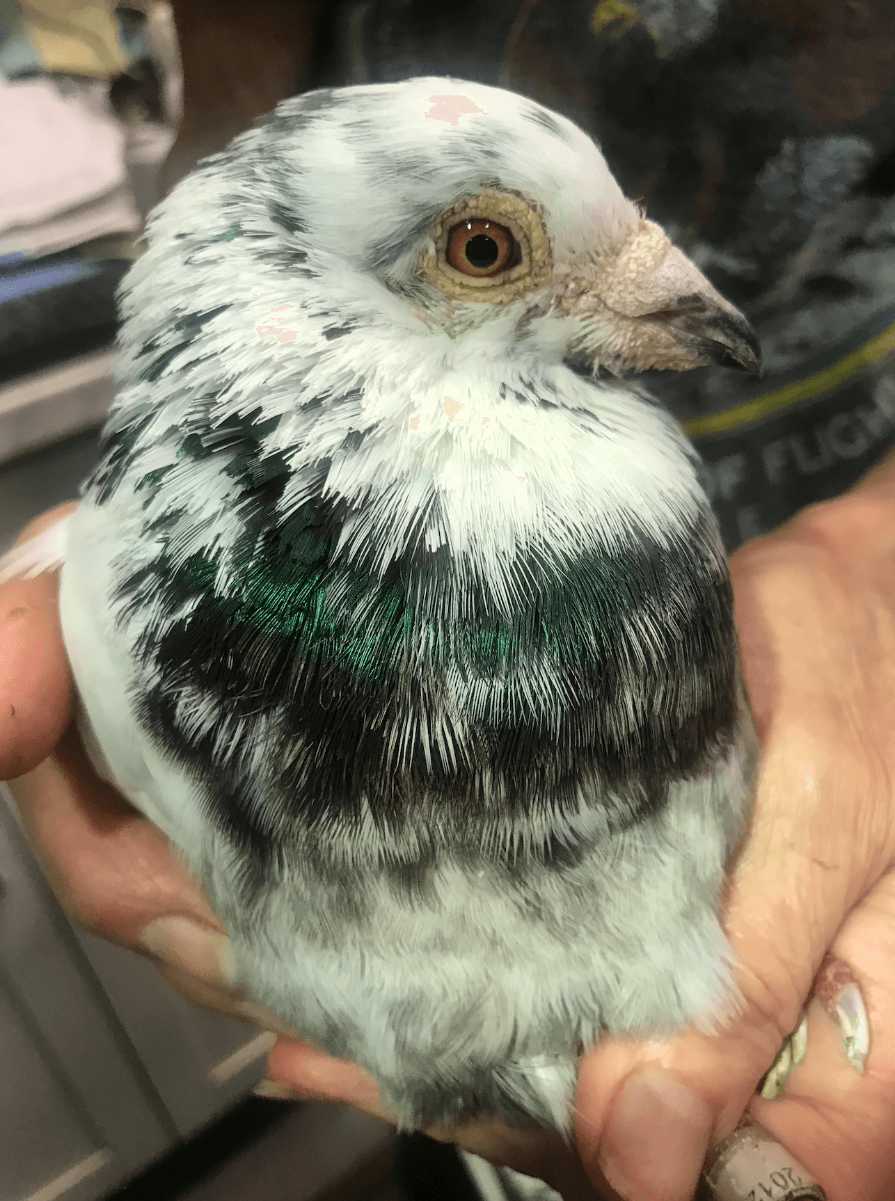 Racing pigeon with white and green feathers held in hands of rehabilitator.