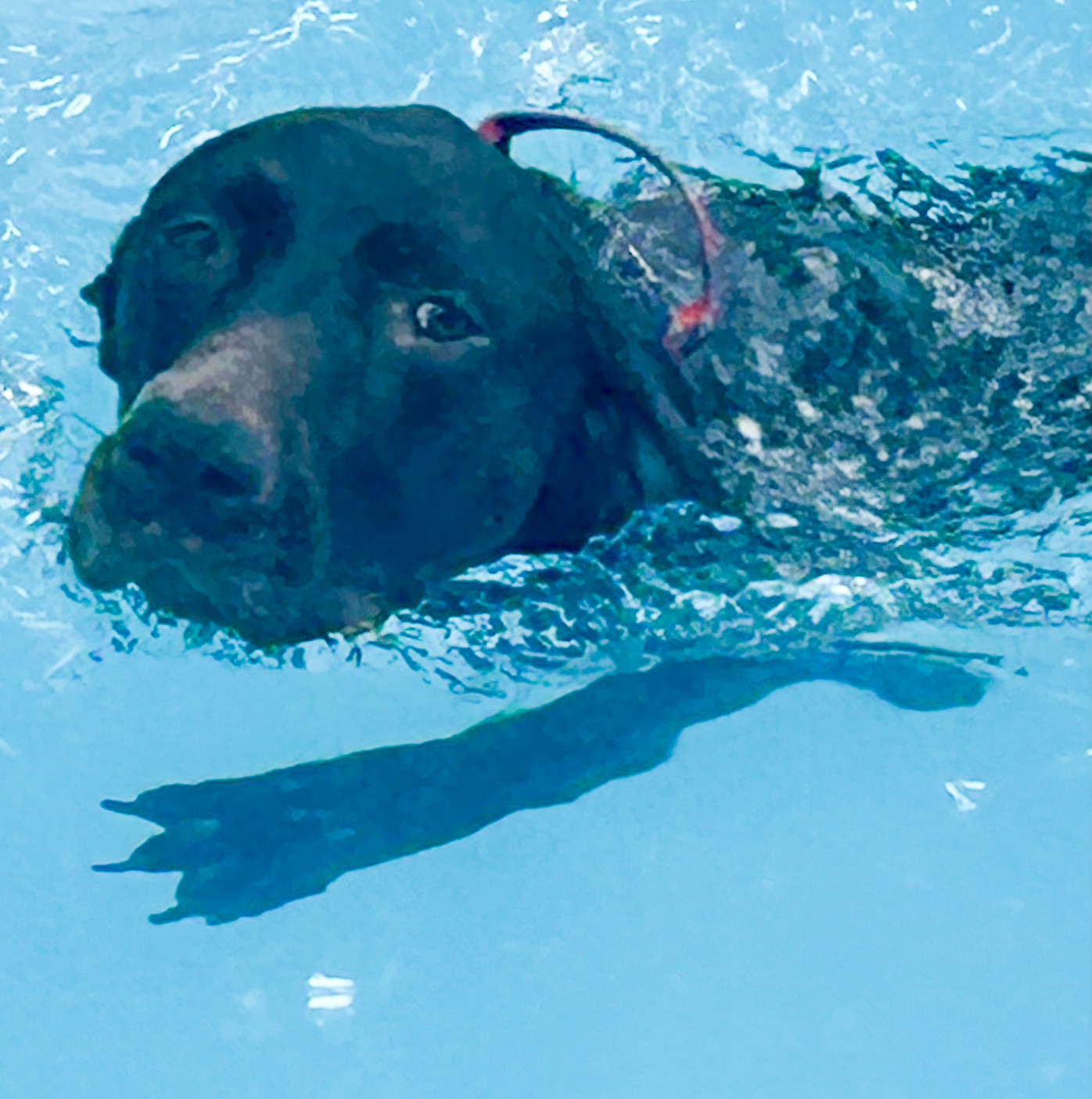 Scout