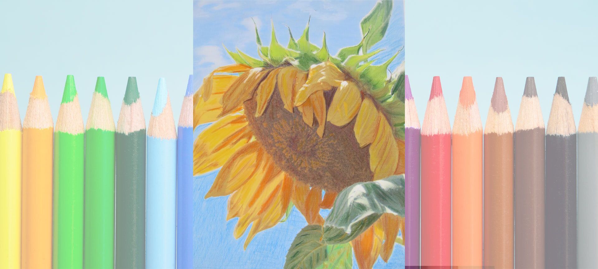 Colored Pencil Sunflower
