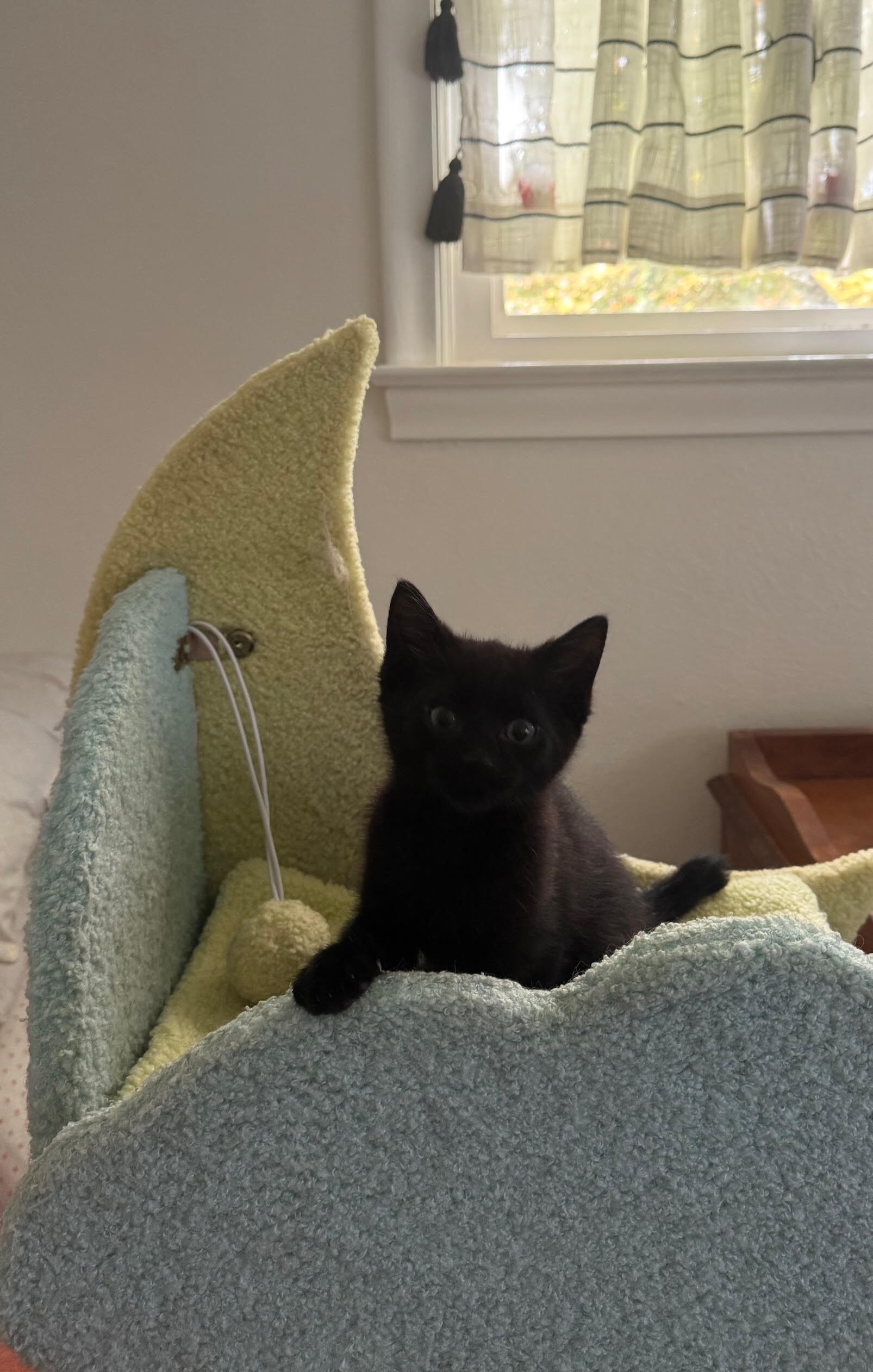 Maui - ADOPTION PENDING