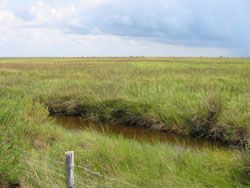 Mundy Marsh