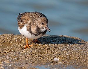 Ruddy Turnstone