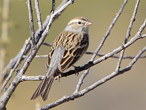 Chipping Sparrow (winter plumage)