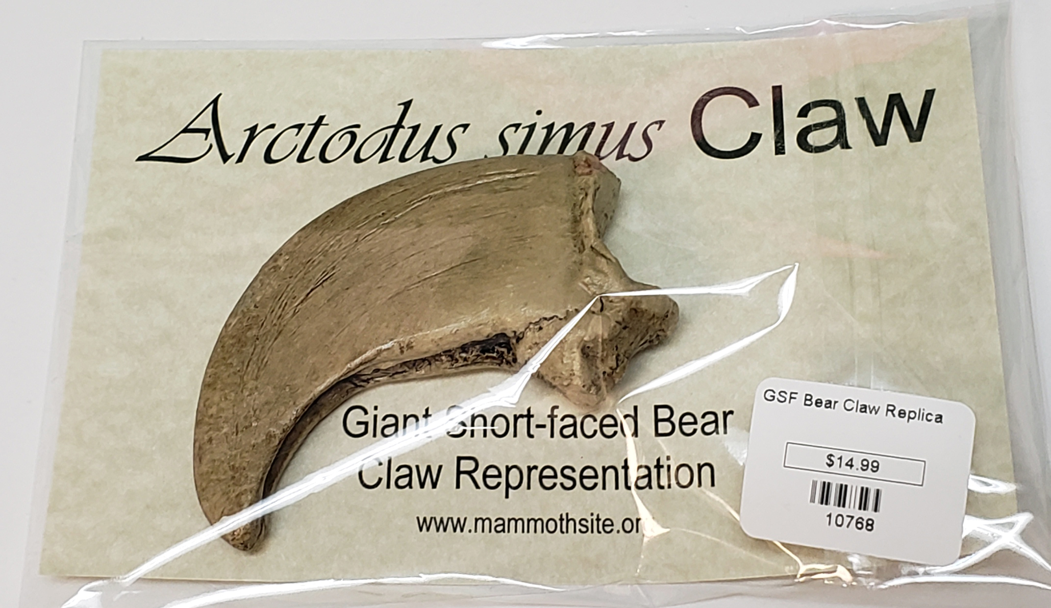 Replica of Giant Short-Faced Bear Claw