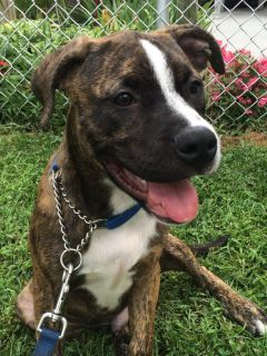 Petey - ADOPTED