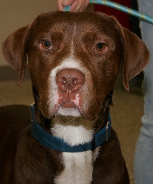 Meet Rexot!