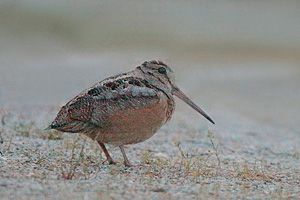 American Woodcock