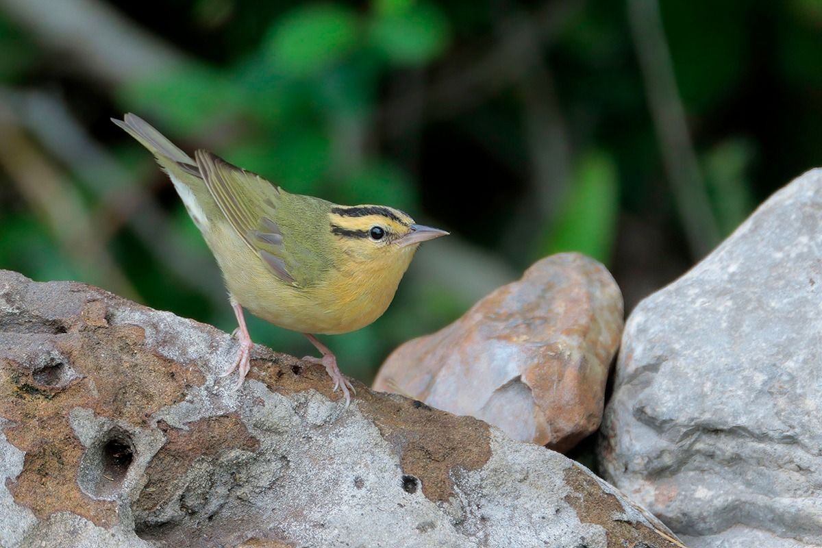 Worm-eating Warbler