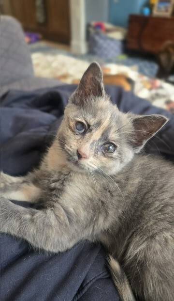 Gypsy