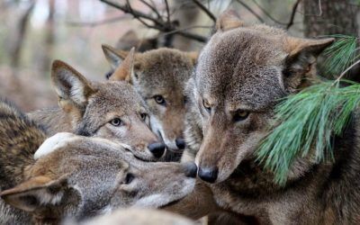 Creating a Red Wolf Sculpture