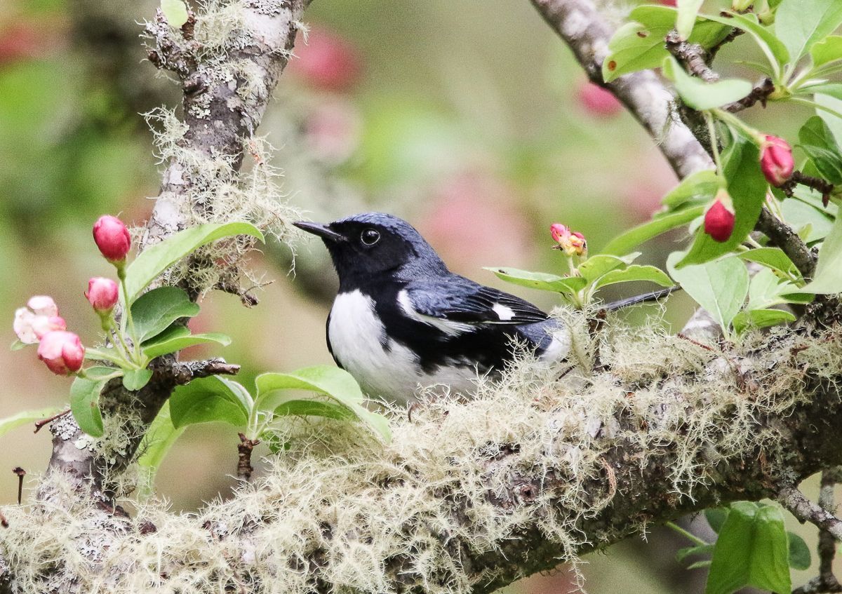 Black-throated Blue Warbler by Tom Younkin