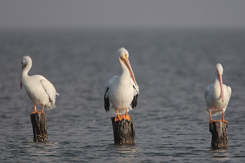 American White Pelicans