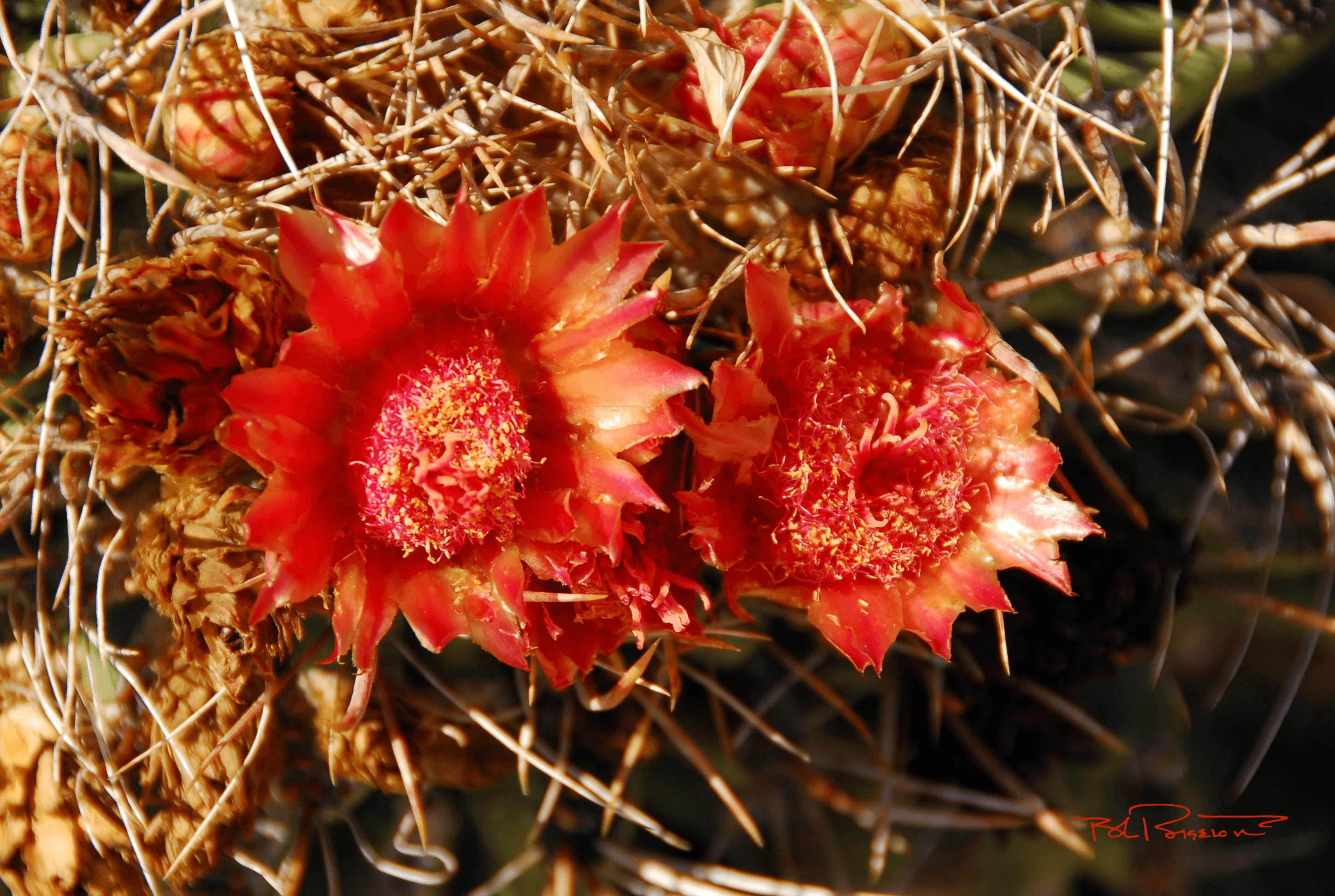 Cactus Bloom Orange 1