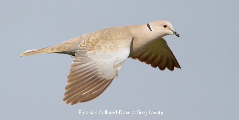 Eurasian Collared-Dove