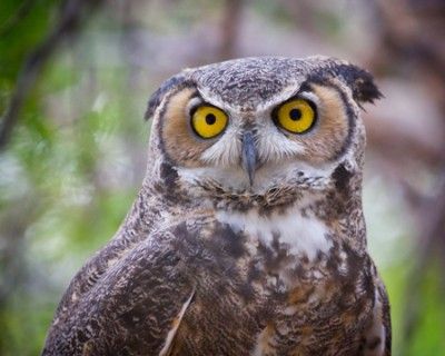 Moccasin Great Horned Owl