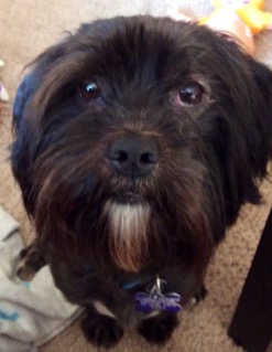 Muppet - ADOPTED