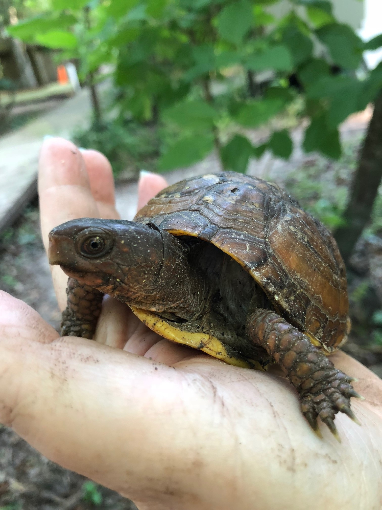 Baby Turtles in Natives Nursery