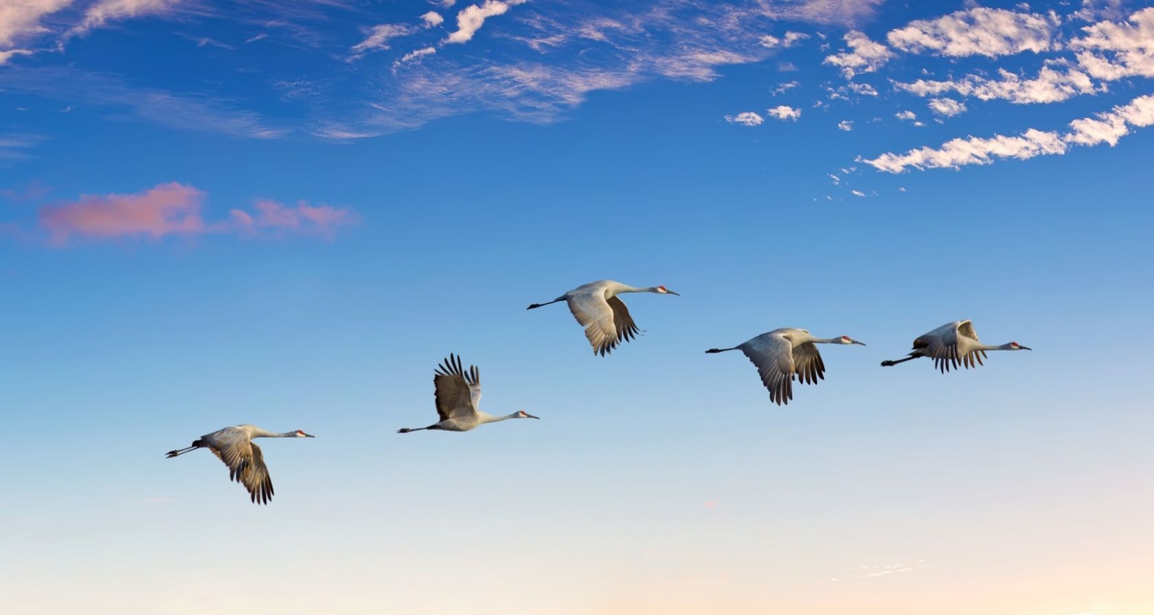 Cranes Flying