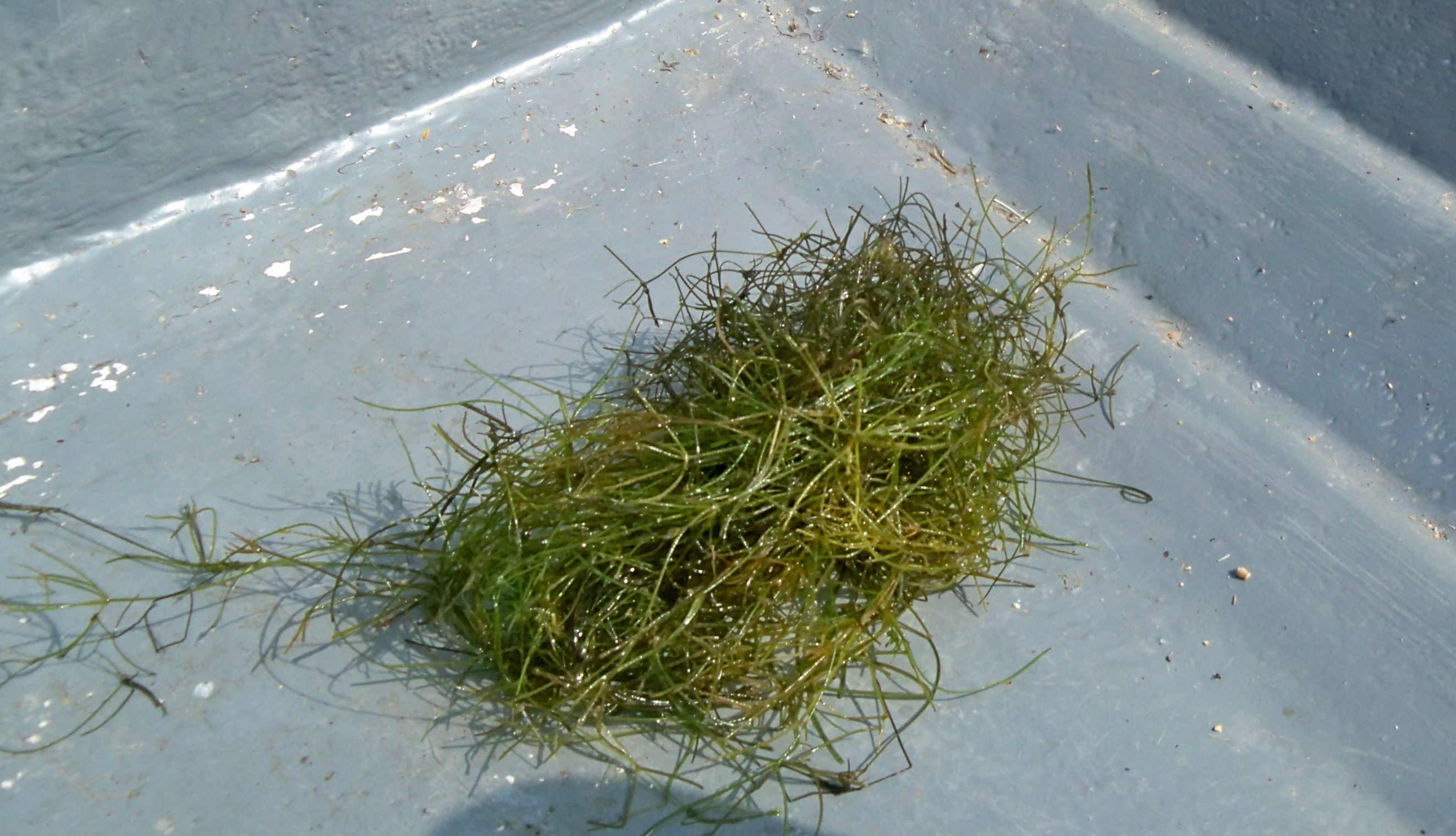 Starry Stonewort