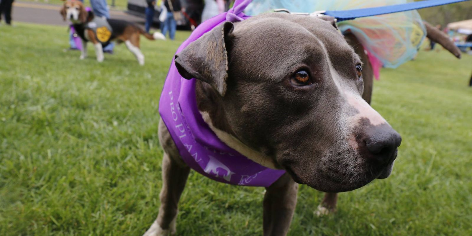 Pennsylvania dog rescue puppy rescueAdoption center