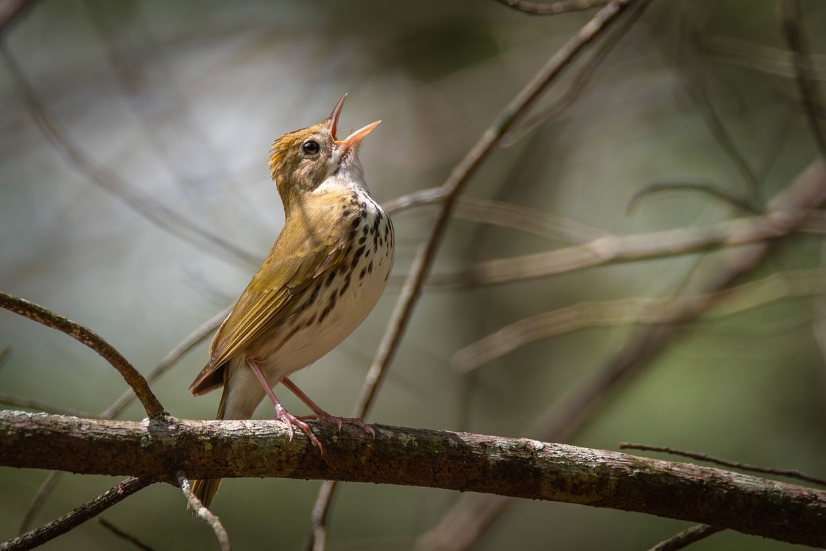 Ovenbird by Jason Major