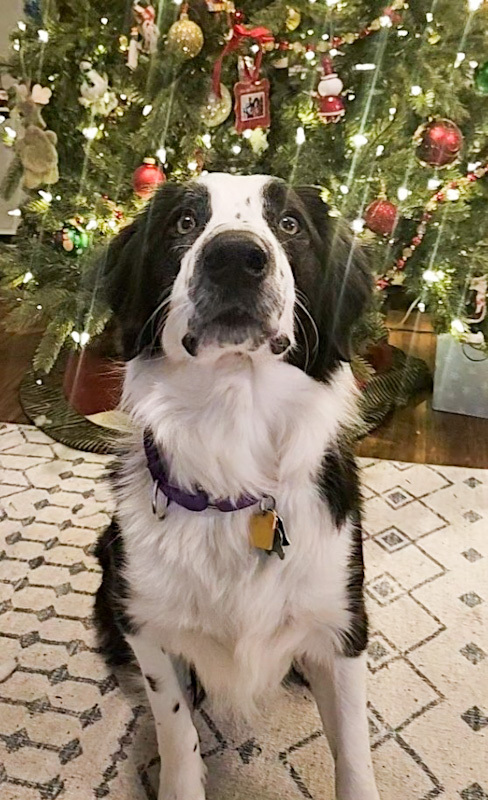 Benji - ADOPTED