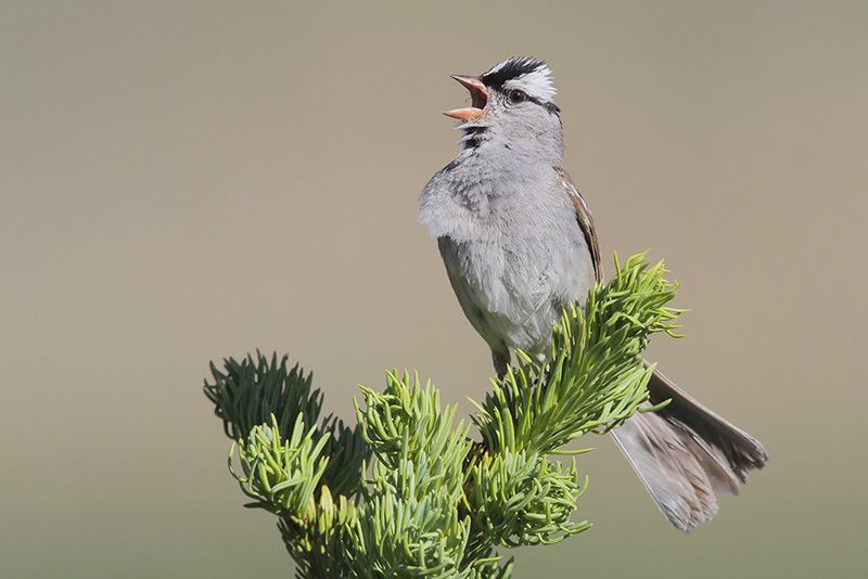 White-crowned Sparrow