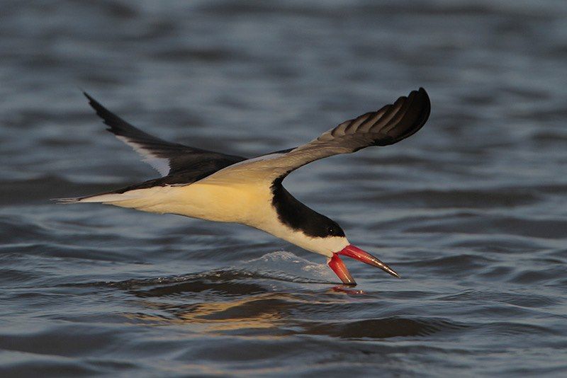 Black Skimmer