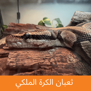Ball Python