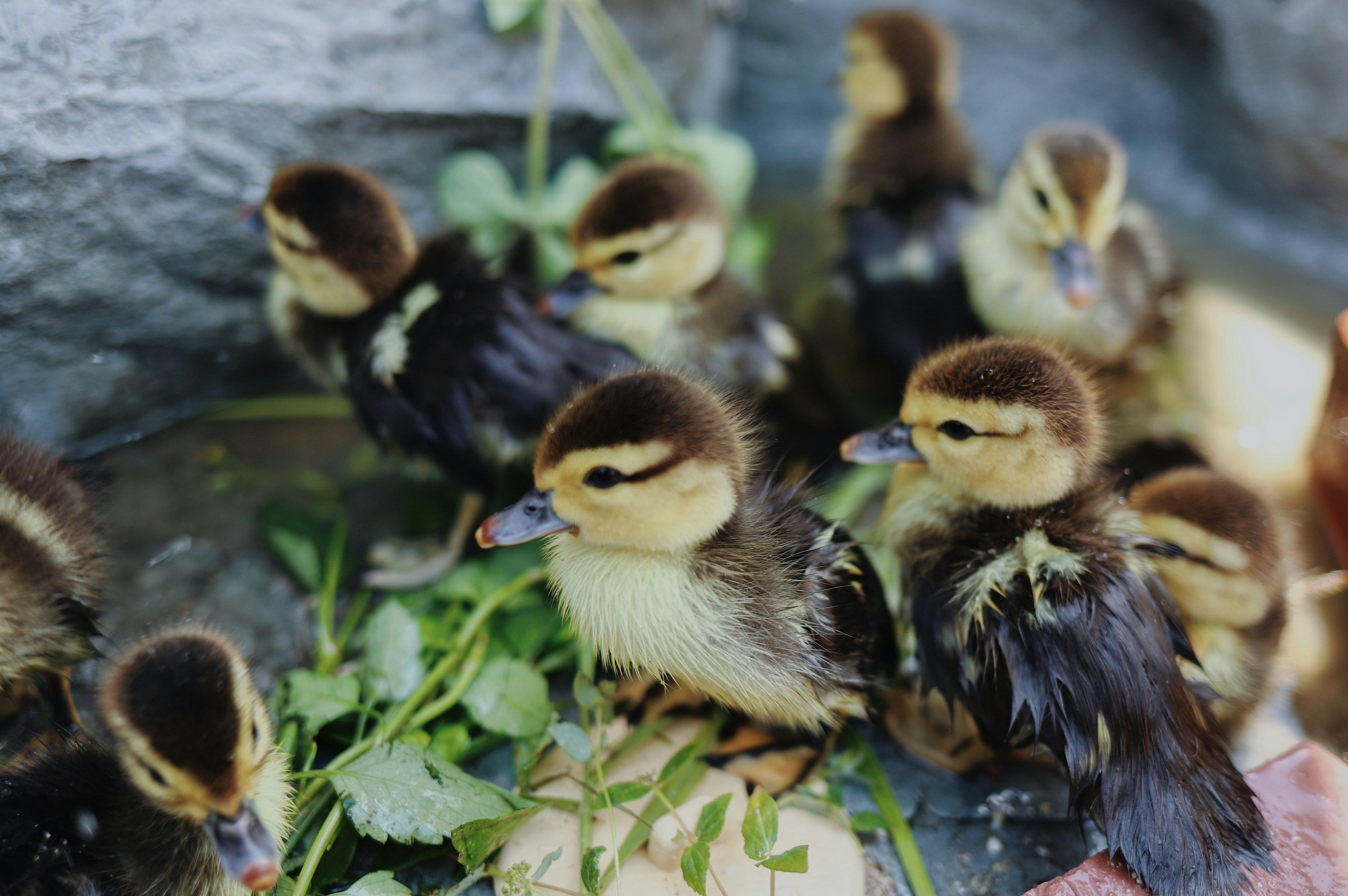 backyard pond ducklings nebraska wildlife rehab