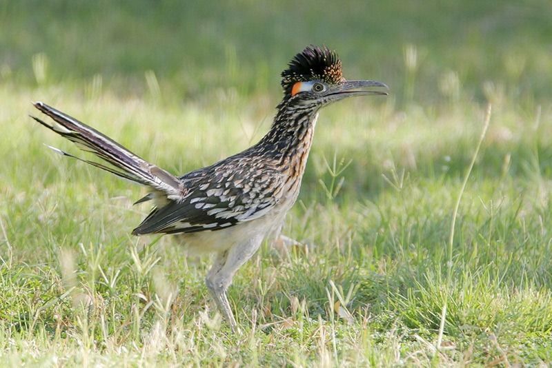 GREATER ROADRUNNER  The Texas Breeding Bird Atlas