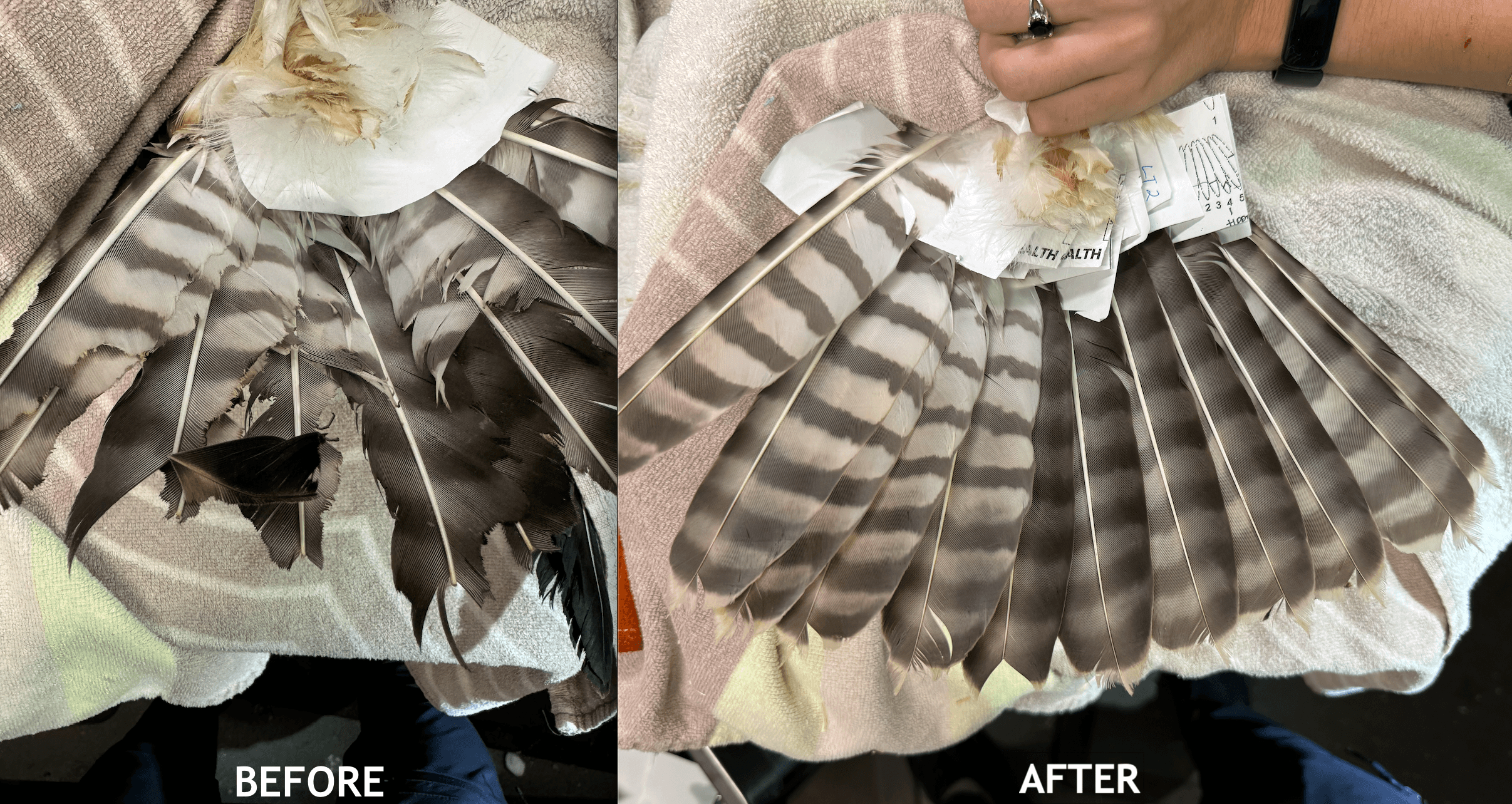 Before and after image of osprey Pop's imped tail feathers.