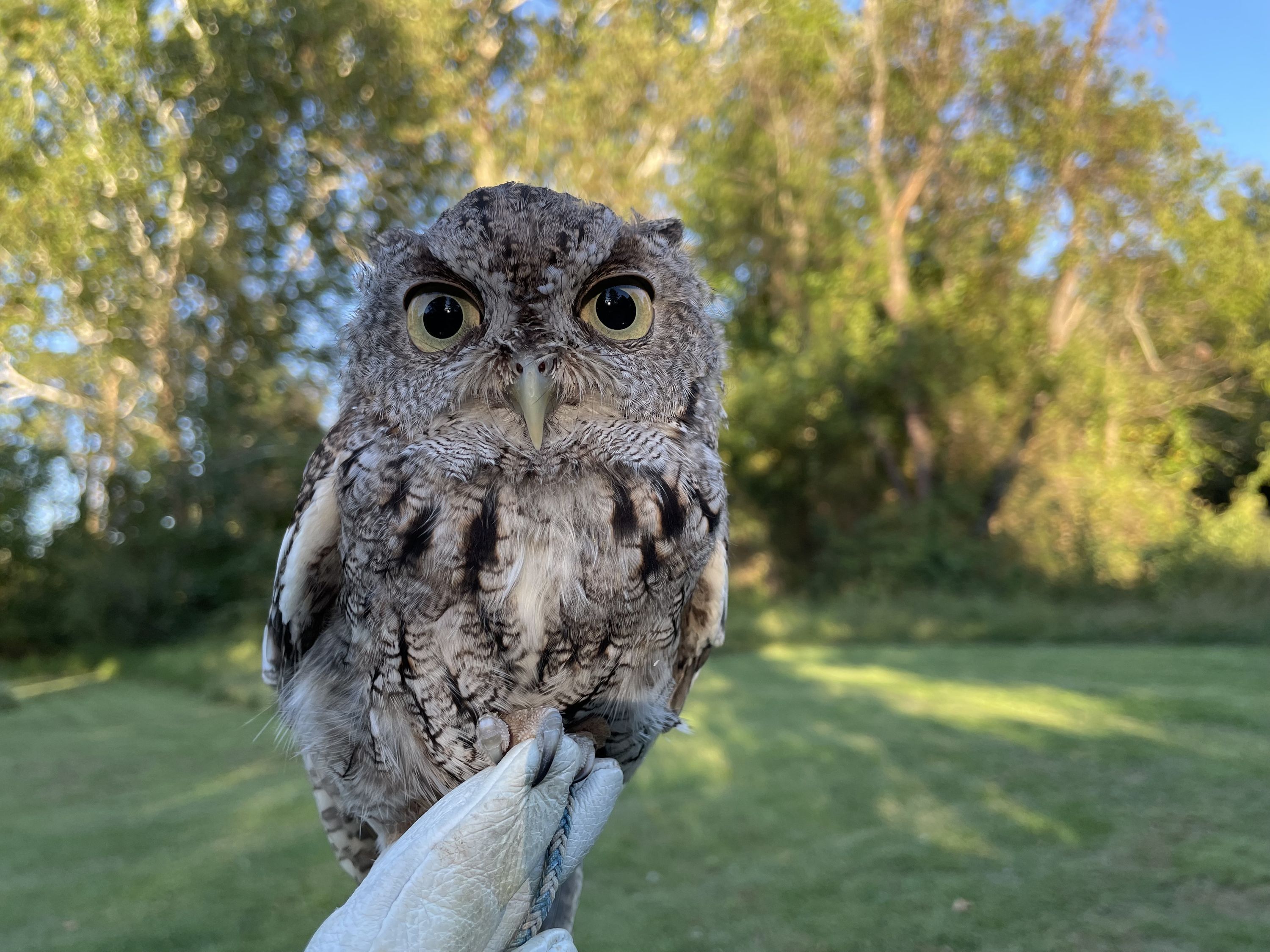 Gray Morph Screech Owl sitting on glove