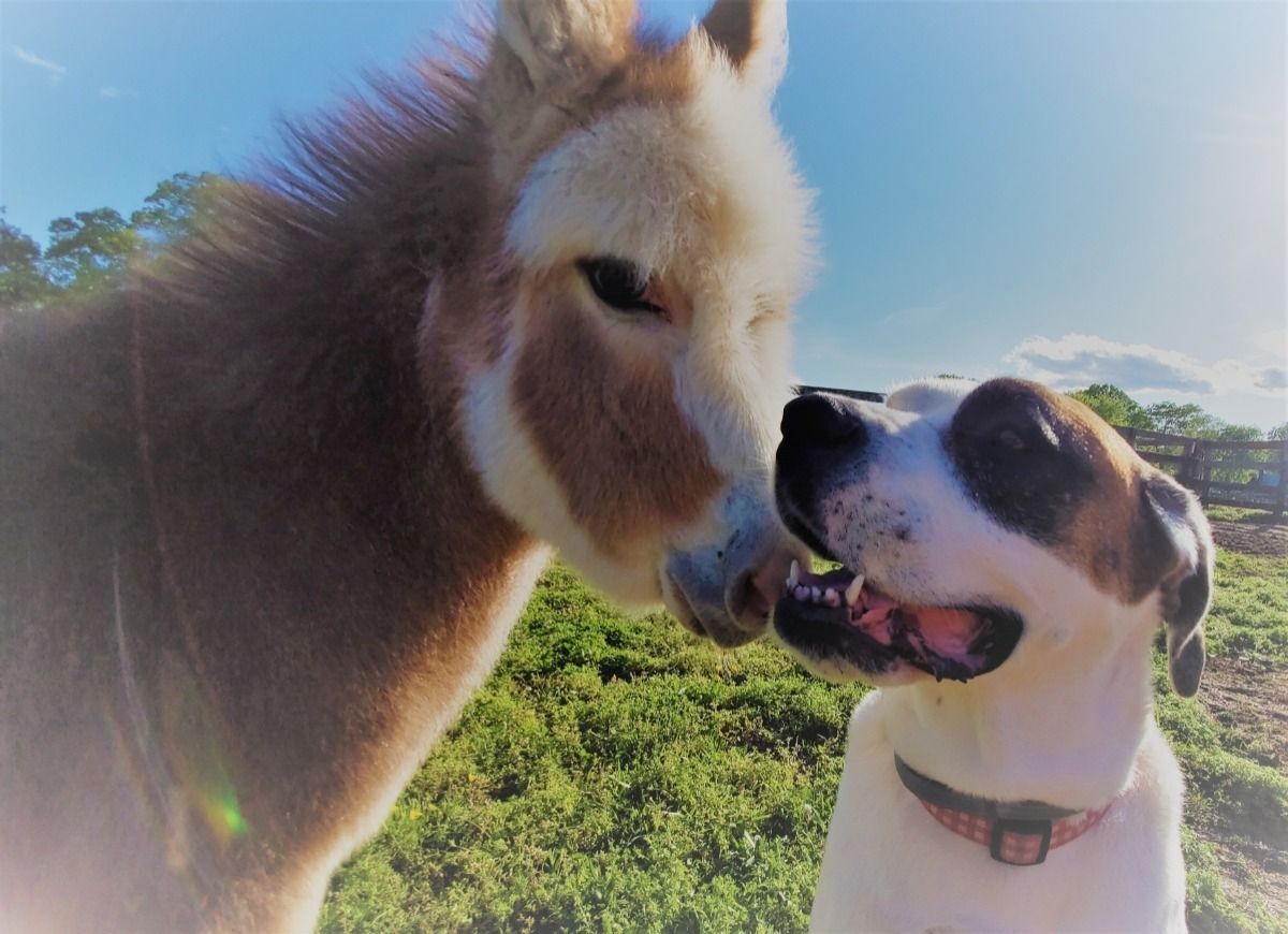 Of course there was Willow