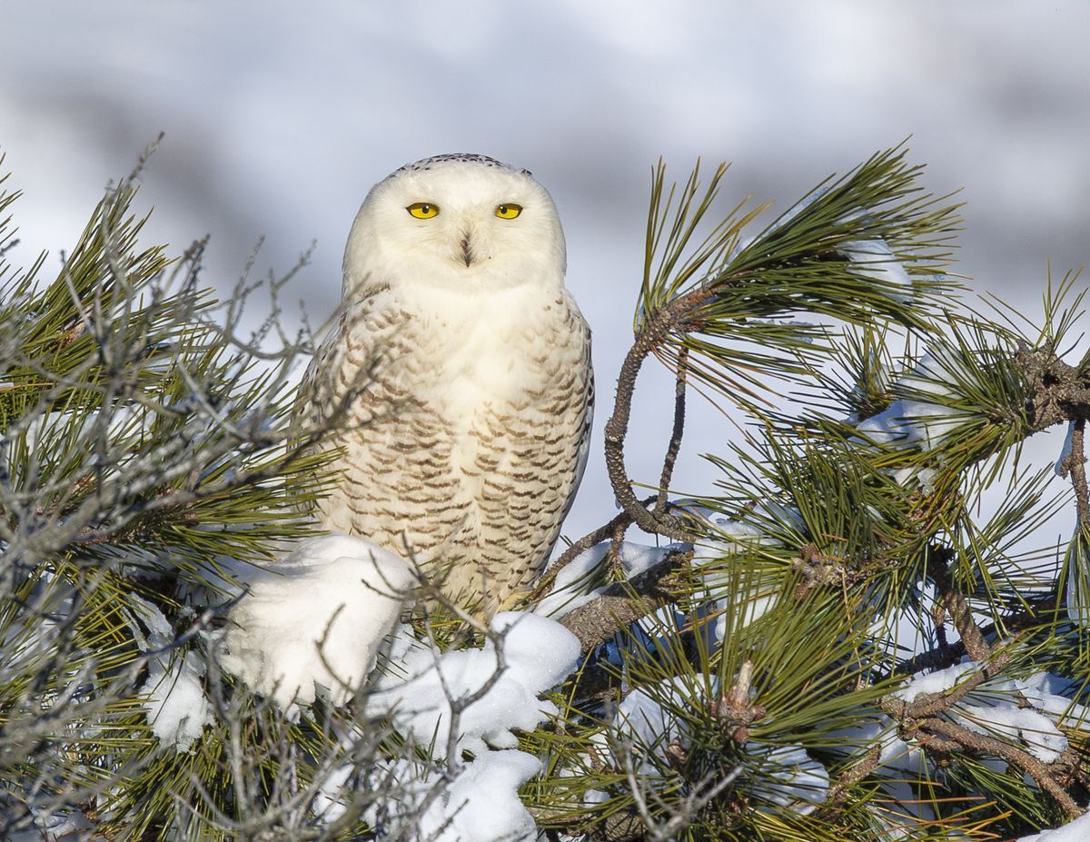 Snowy Owl by Gordon Tempest