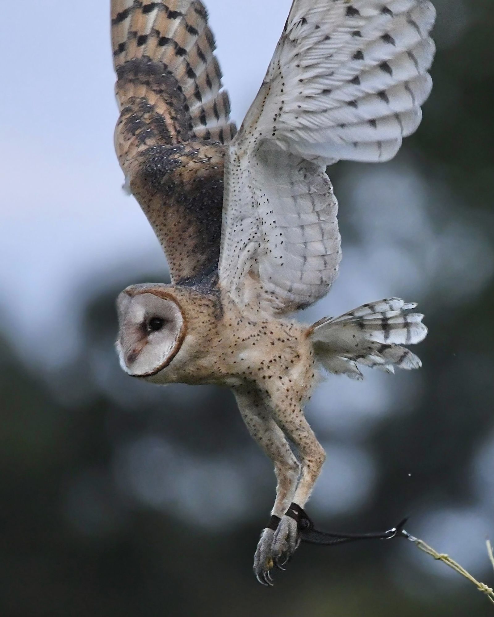 Barn Owl Flying on a creance line