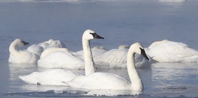 Trumpeter Swans may form pair bonds as early as their second winter and some may nest for the first time at three years of age. Most Trumpeters, however, don't nest until they are four to six years old