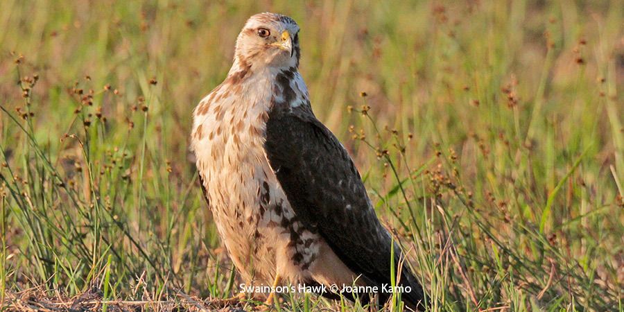 Swainson's Hawk