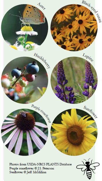 Northeastern United States Native Plants That Attract Pollinators