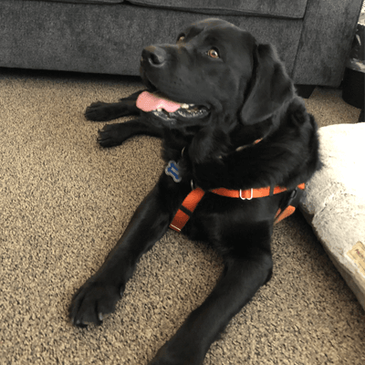 Brizo, Professional Therapeutic Support Dog, is Making a Difference