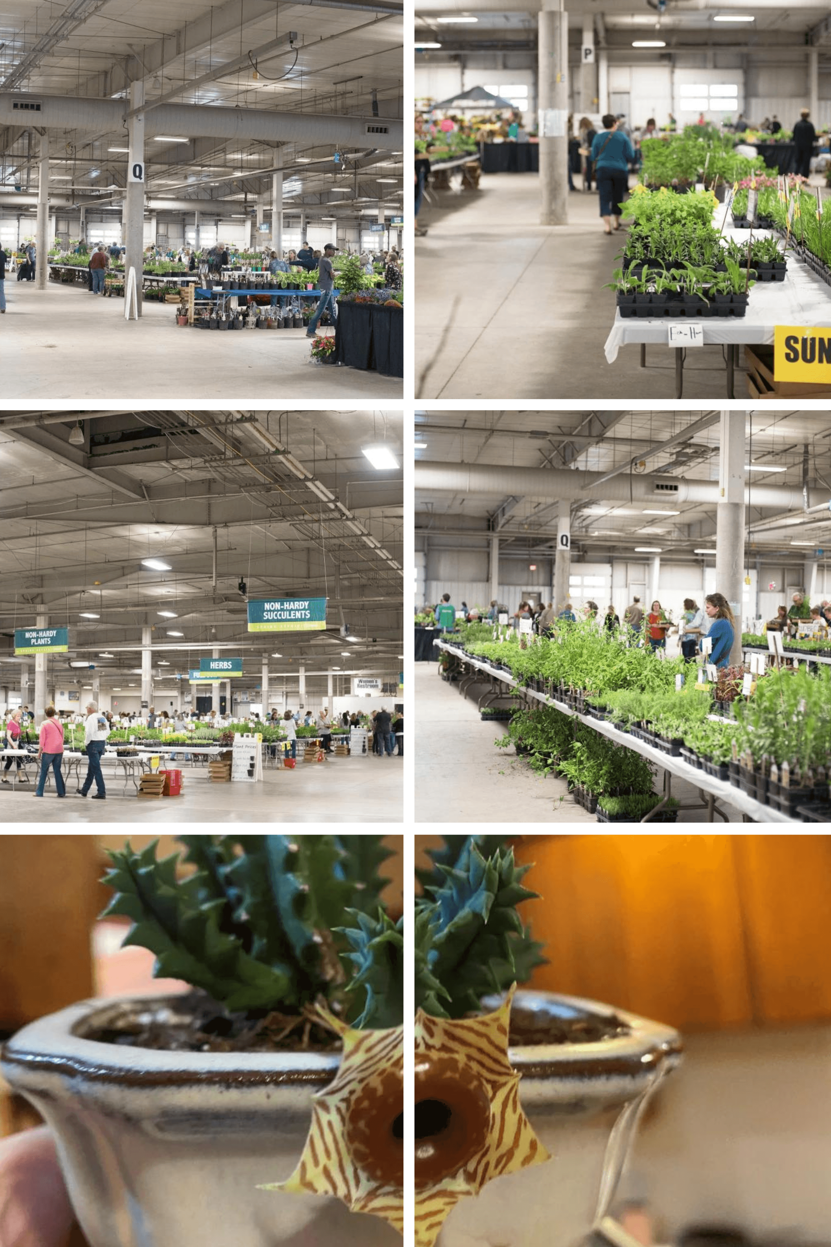 People walking around tables of plants for sale in a large warehouse. Photo of a lifesaver plant.