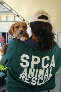 HELPING ANIMALS LOCALLY