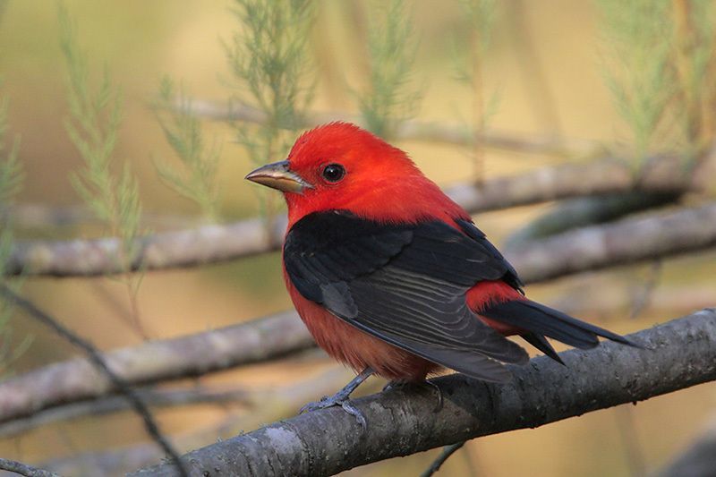 Birds of the Sugarbush: Scarlet Tanager