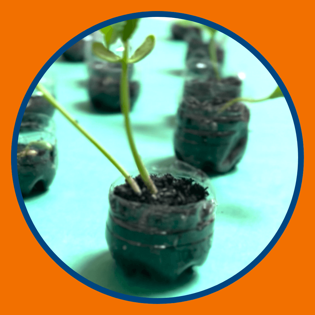 Image of a student plant growing project 