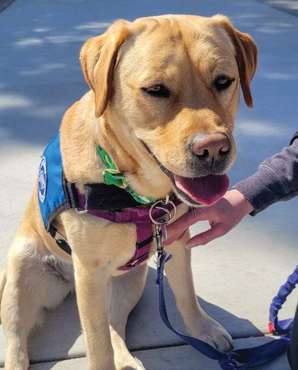 New Life K9s service dog, Faith.