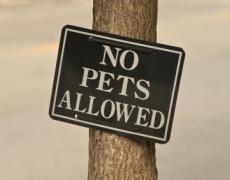 No Pets Allowed (FREE)