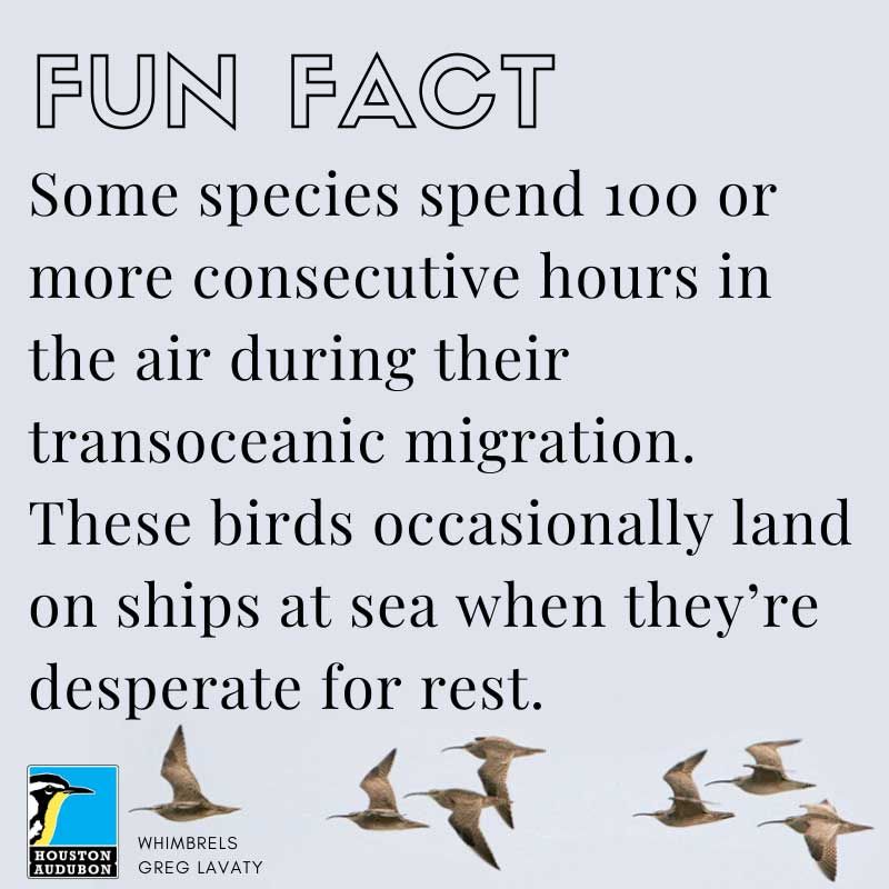 Transoceanic migration fun fact