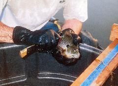 Man holding a fish.